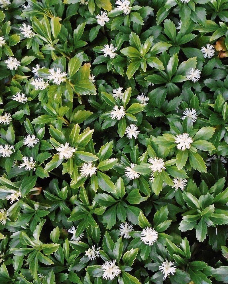 Japanese Pachysandra (Pachysandra terminalis)