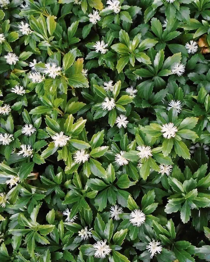 Japanese Pachysandra (Pachysandra terminalis)
