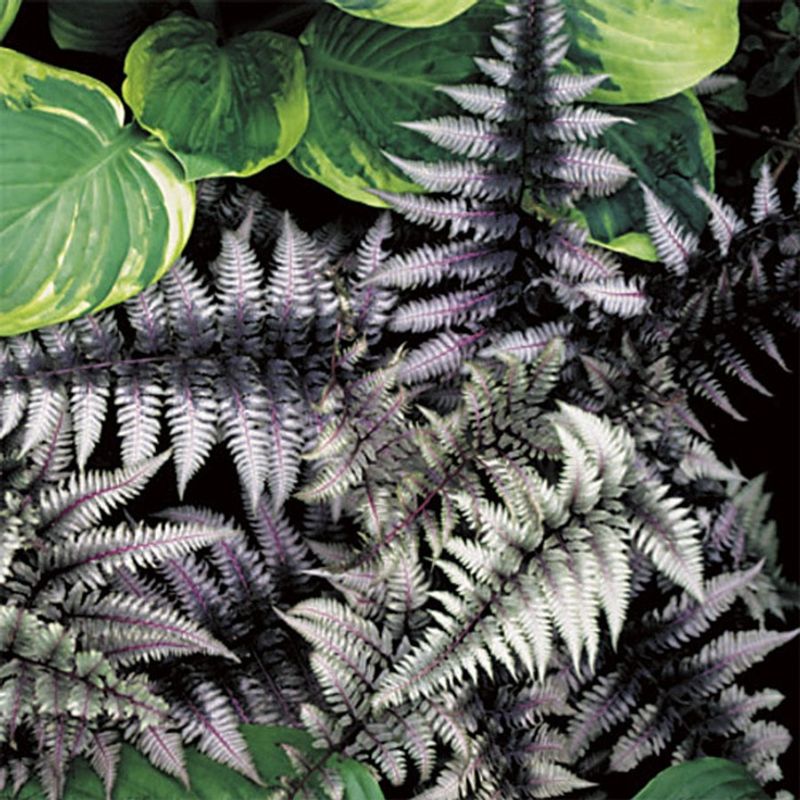 Japanese Painted Fern