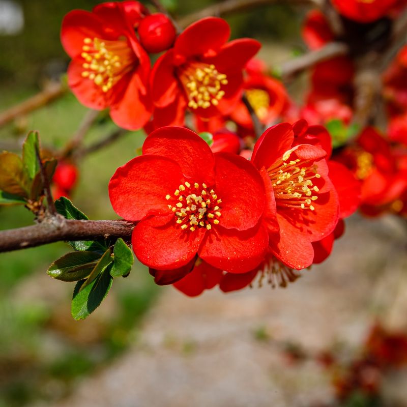 Japanese Quince
