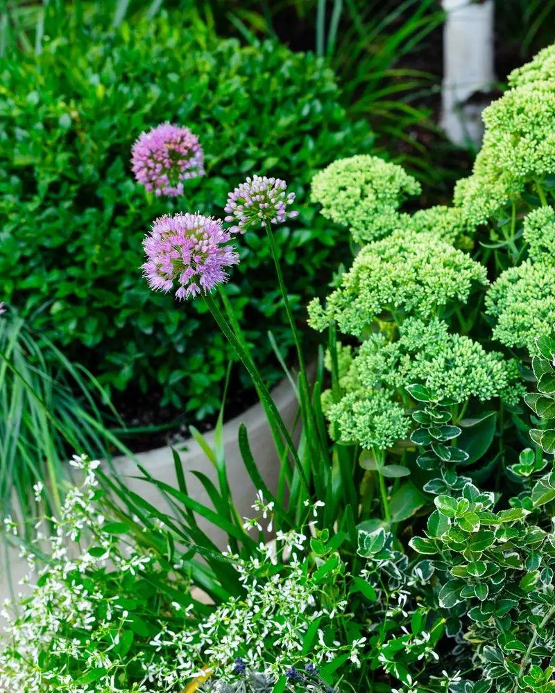 Japanese Spurge