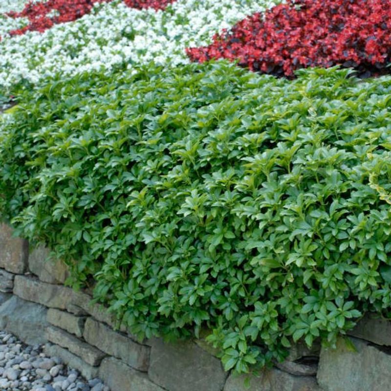 Japanese Spurge