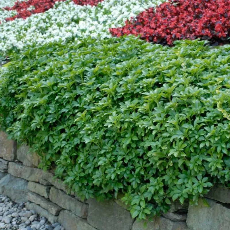 Japanese Spurge