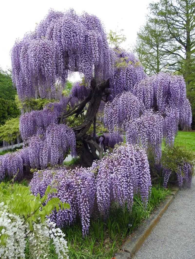 Japanese Wisteria