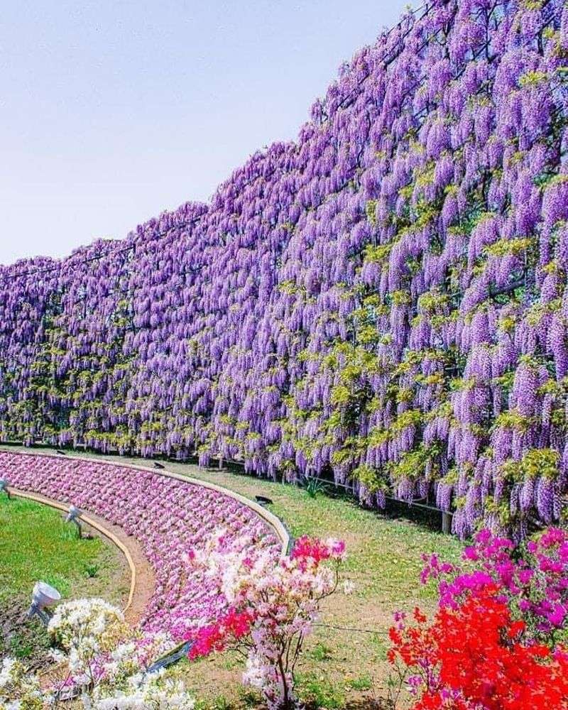 Japanese Wisteria