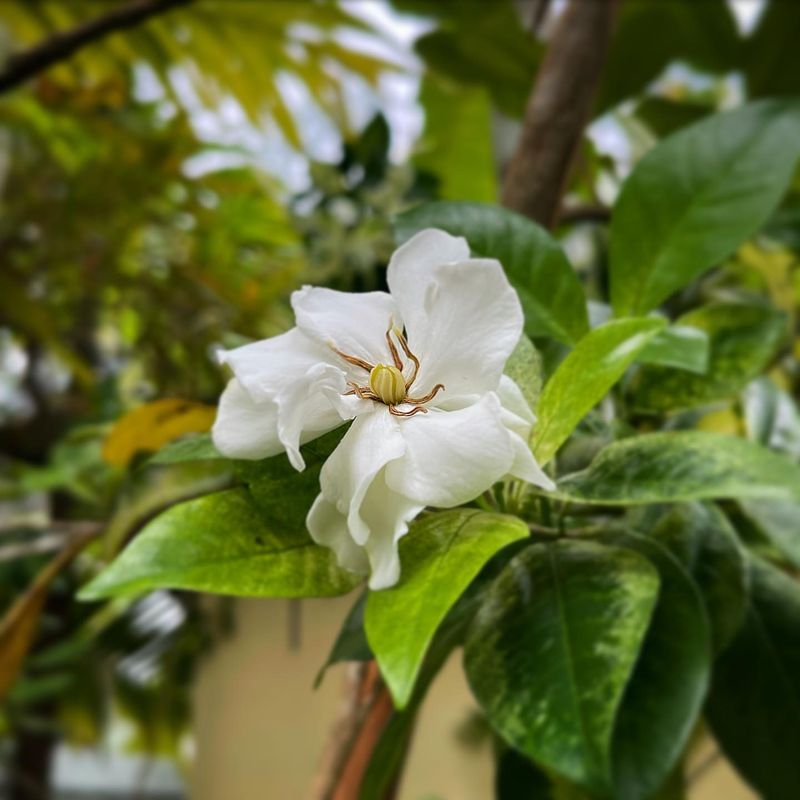 Jasmine