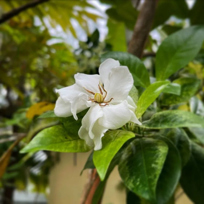 Jasmine