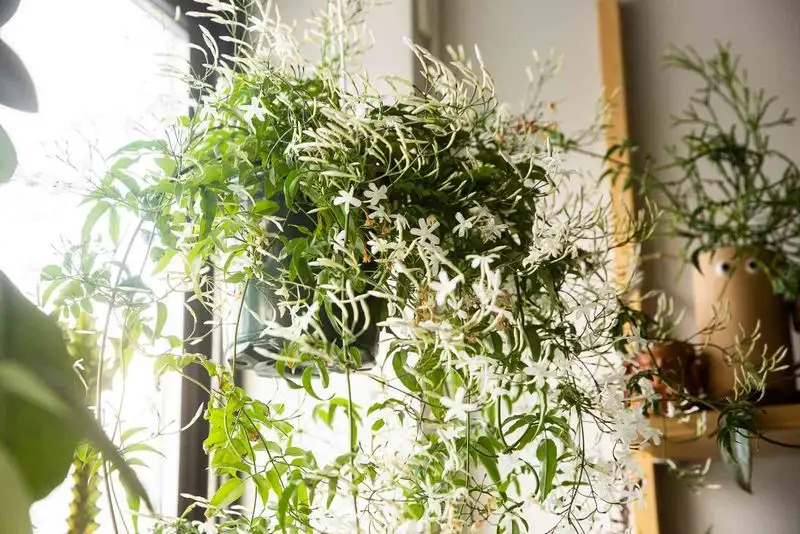 Jasmine