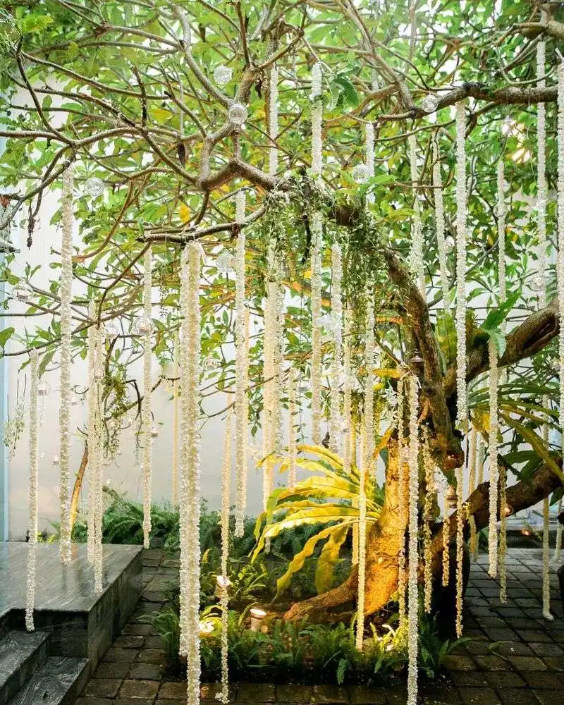 Jasmine