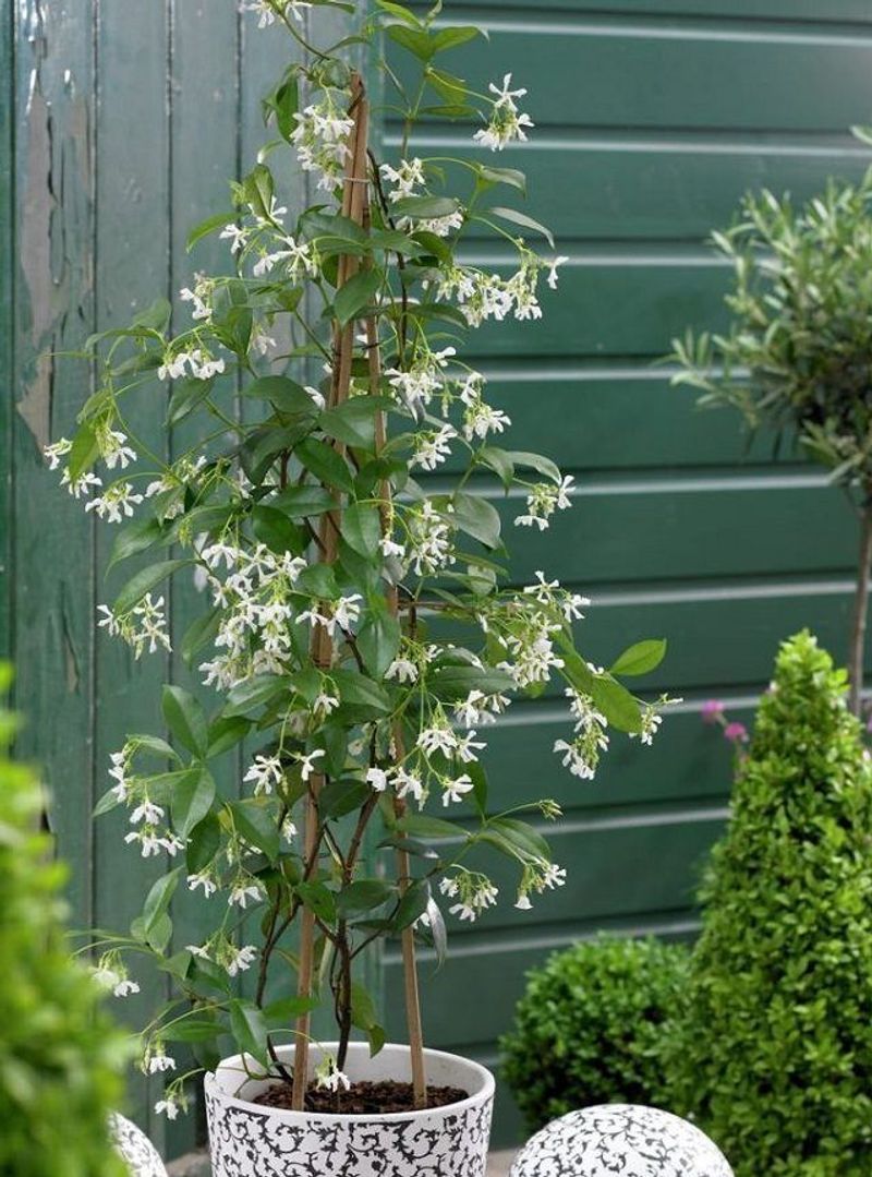 Jasmine