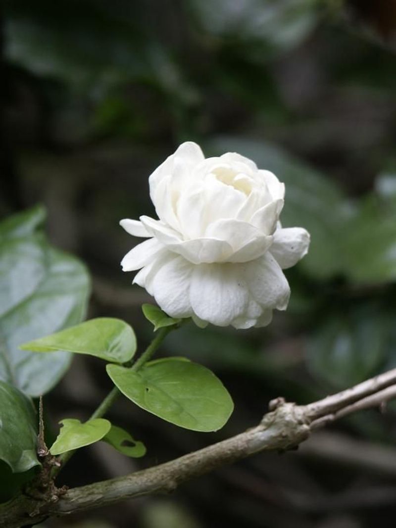 Jasmine