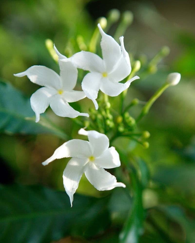 Jasmine