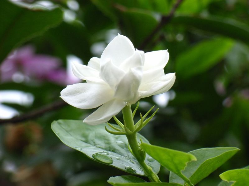 Jasmine