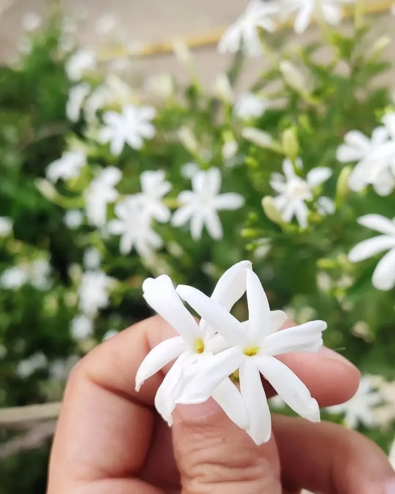 Jasmine