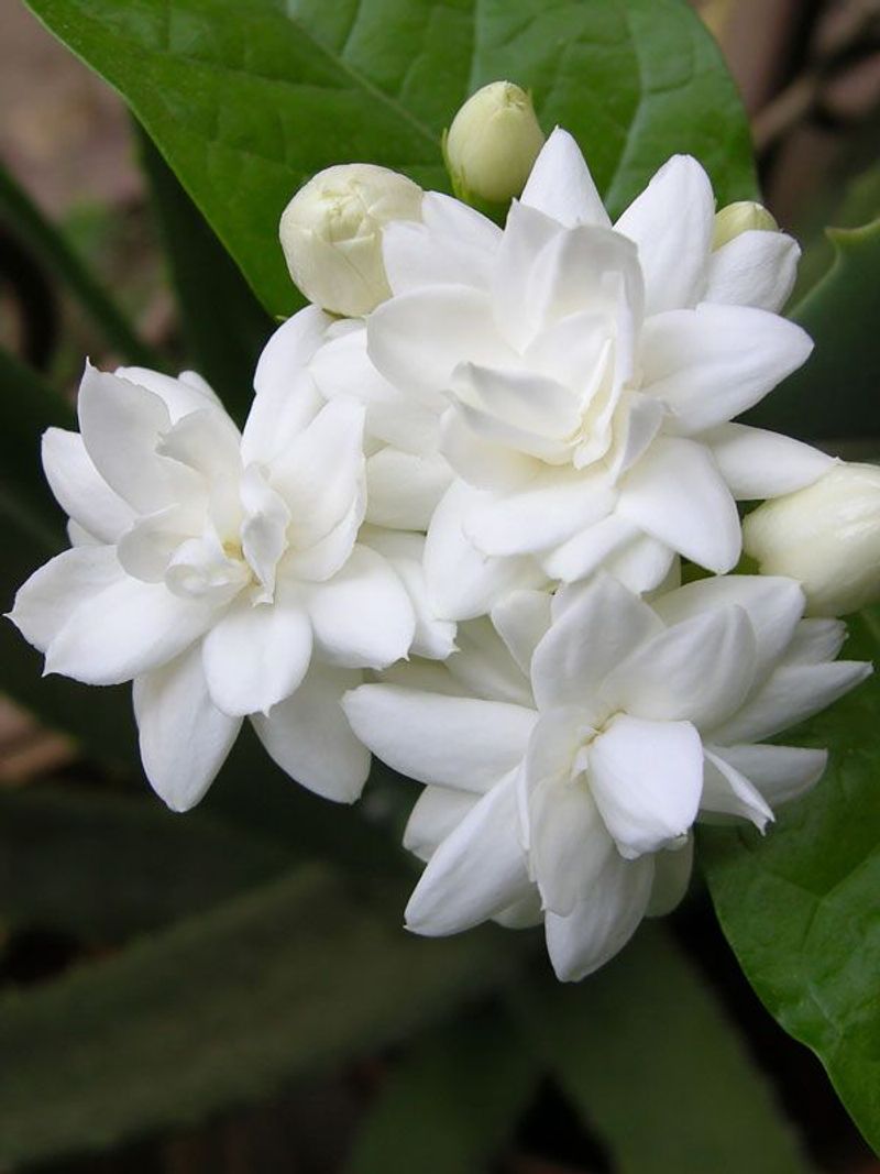 Jasmine Sambac