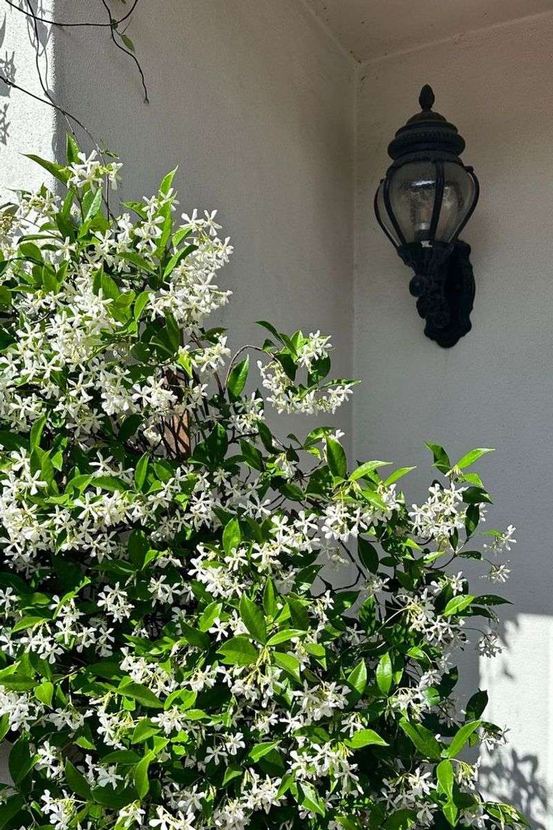 Jasmine Vine