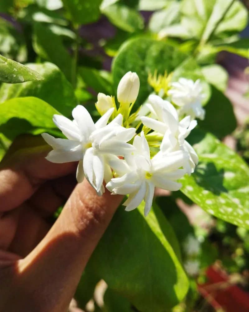 Jasmine