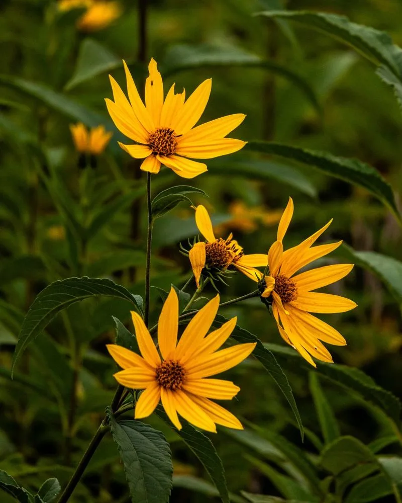 Jerusalem Artichoke