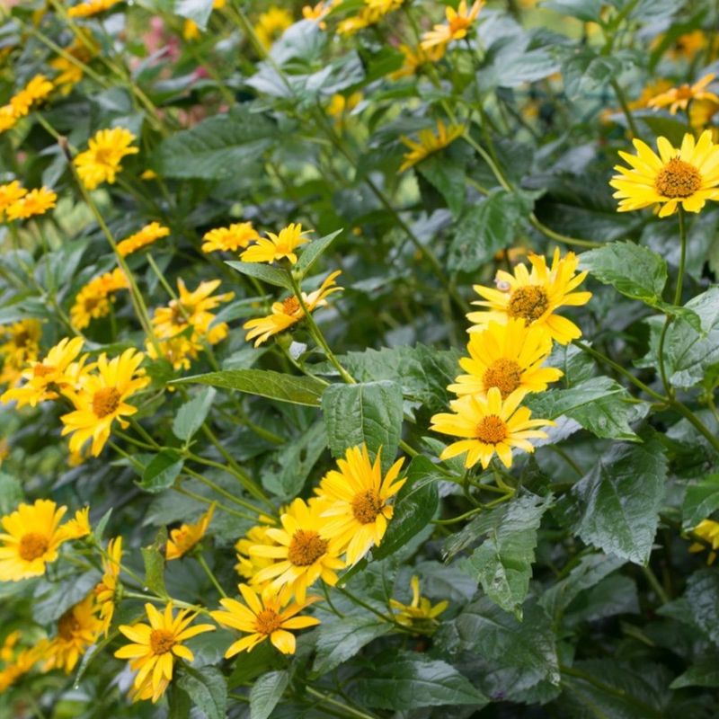Jerusalem Artichoke