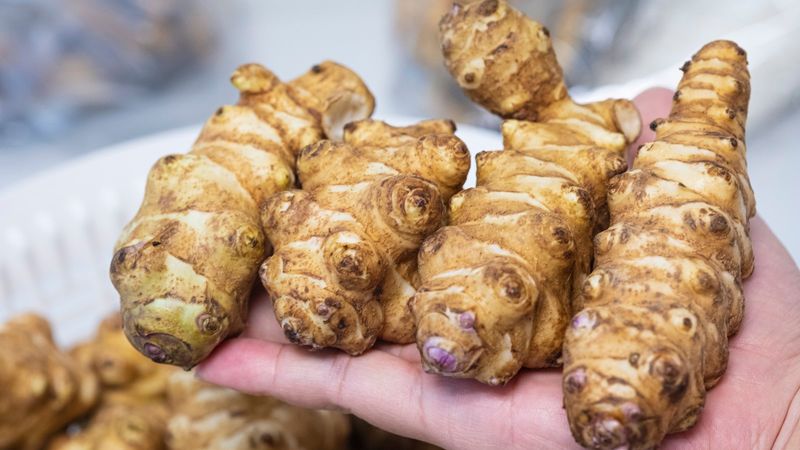 Jerusalem Artichokes