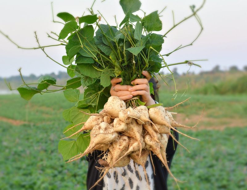 Jicama