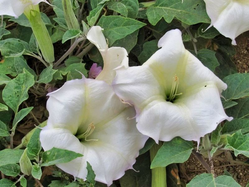 Jimsonweed