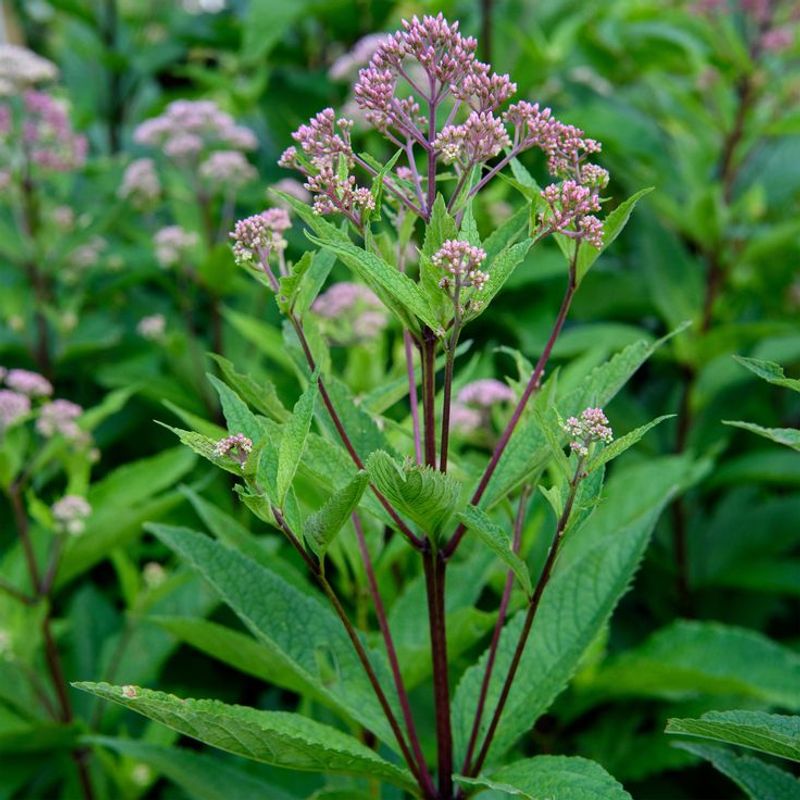 Joe Pye Weed