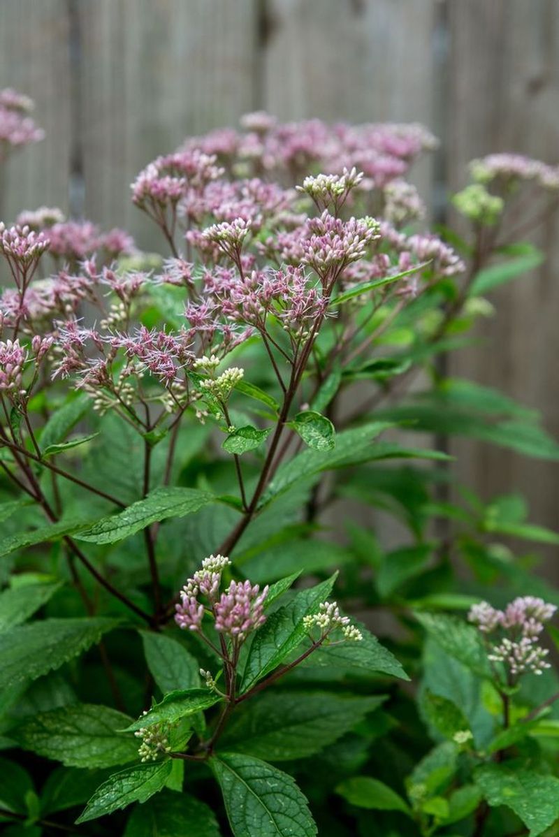 Joe Pye Weed