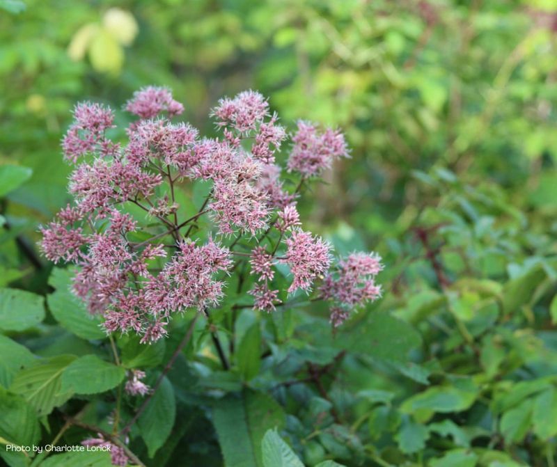 Joe-Pye Weed