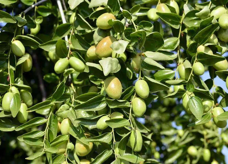 Jojoba