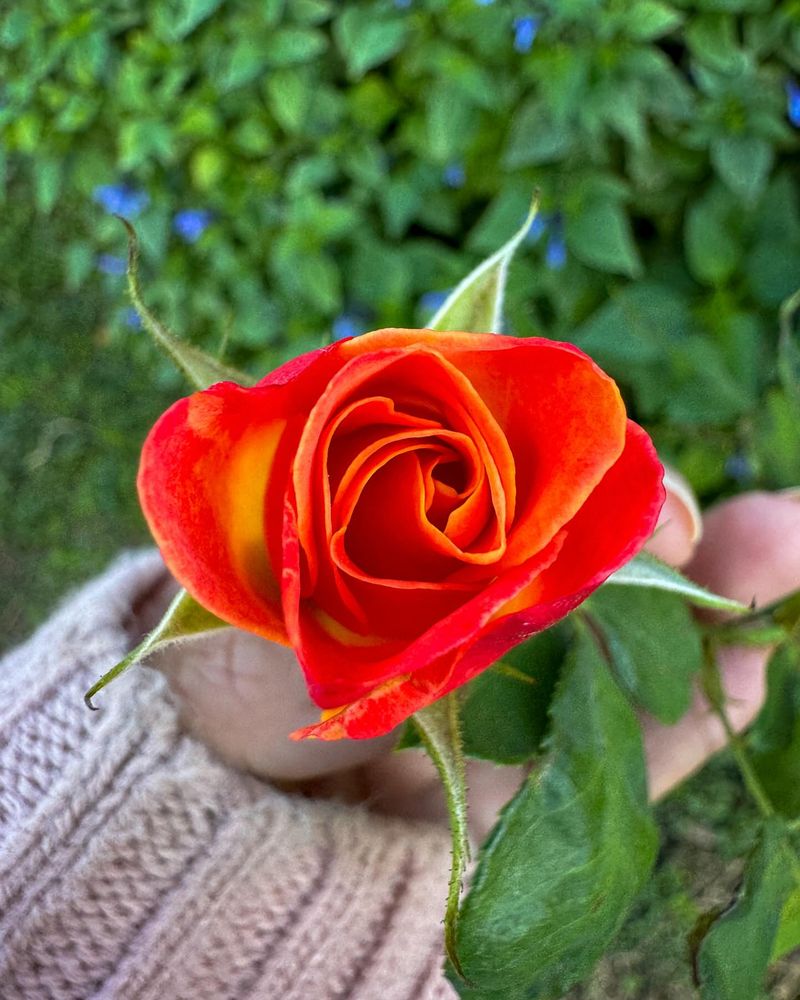 Joseph's Coat Rose
