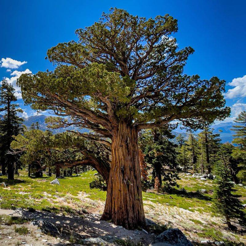 Juniper