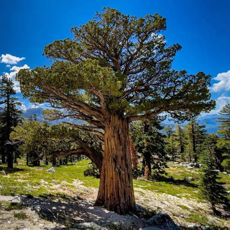 Juniper