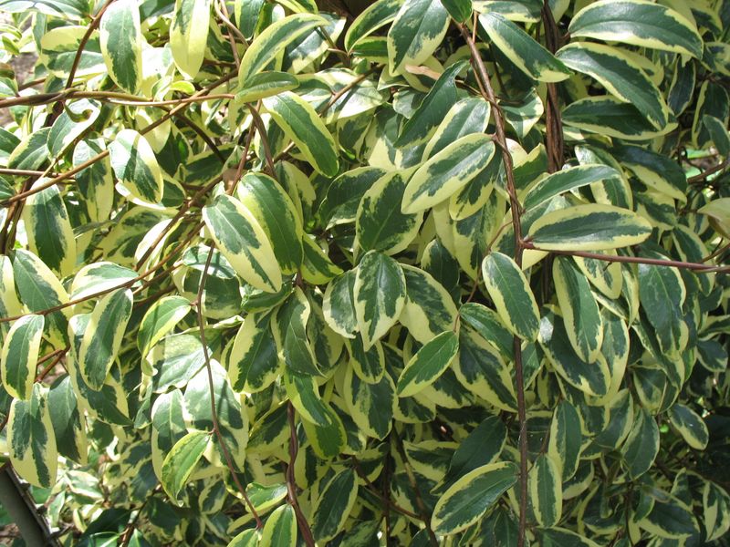 Kadsura japonica