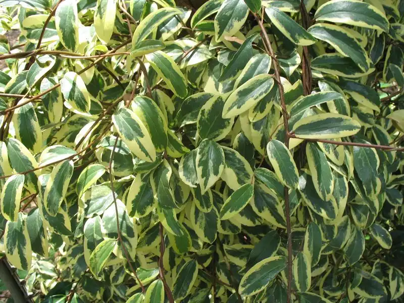 Kadsura japonica