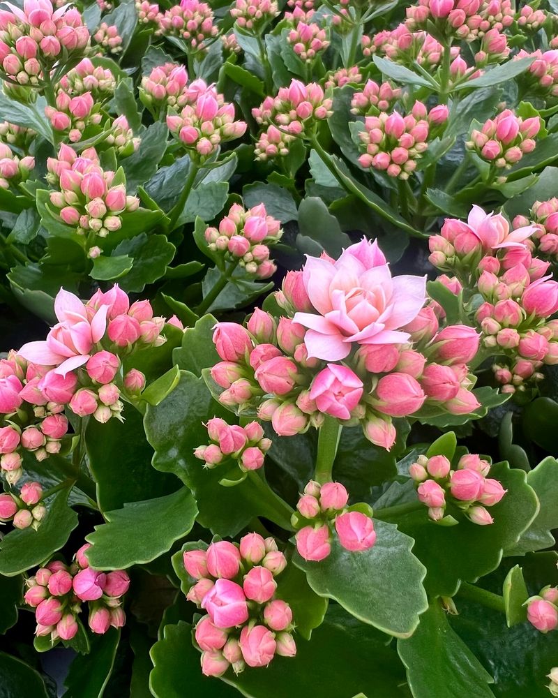 Kalanchoe