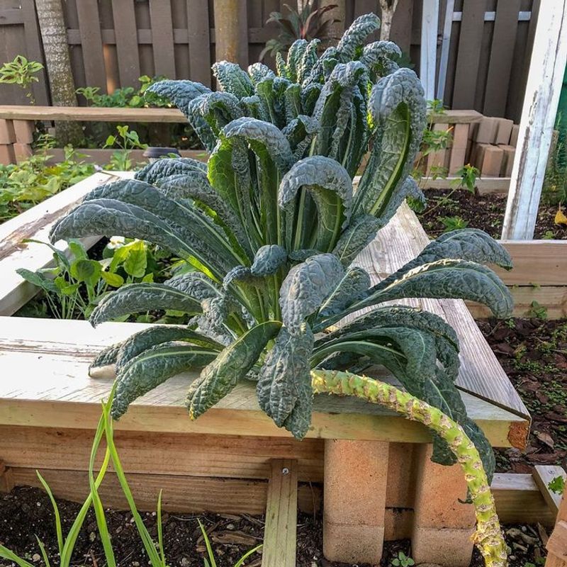 Kale