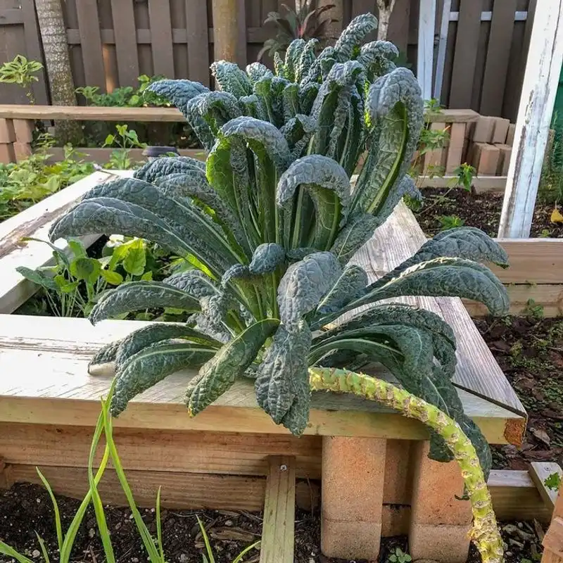 Kale
