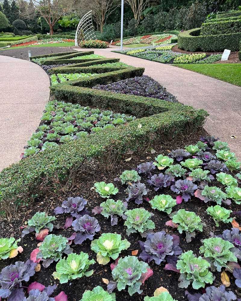 Kale