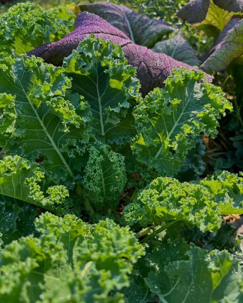 Kale