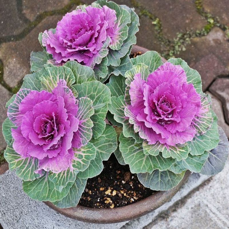 Kale