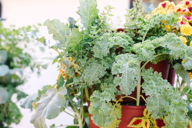Kale