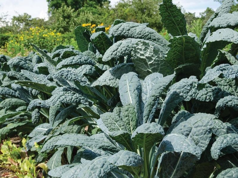 Kale
