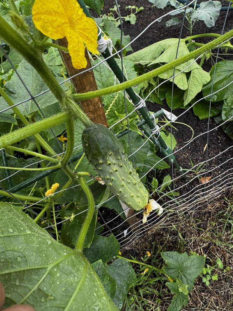 Cucumbers (Bush Varieties)