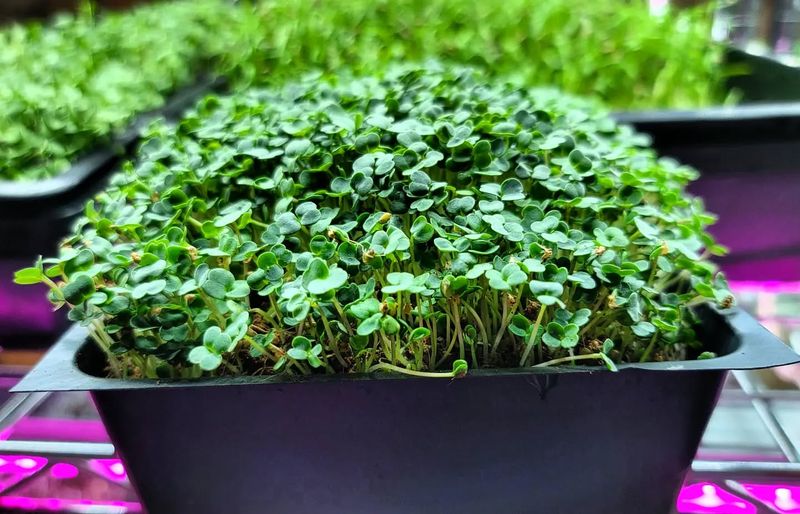 Arugula