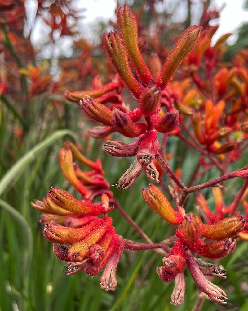 Kangaroo Paw (Anigozanthos)