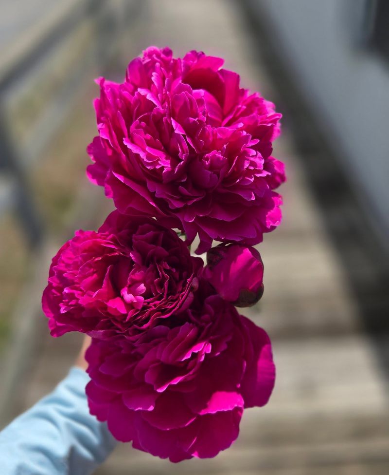 Kansas Peony
