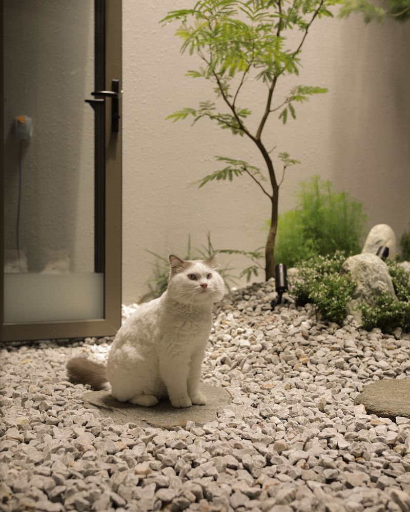 Keep Cats Indoors