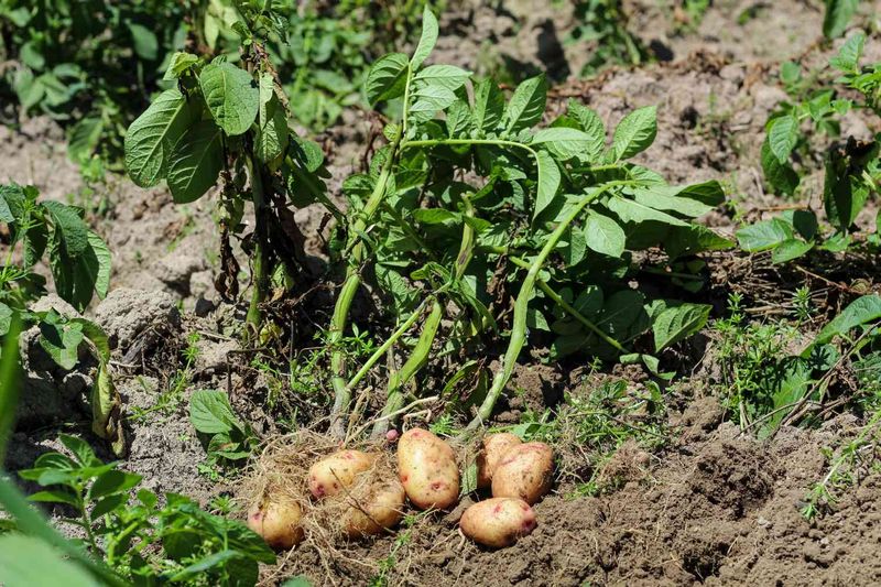 Potatoes