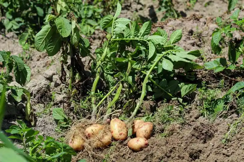 Potatoes